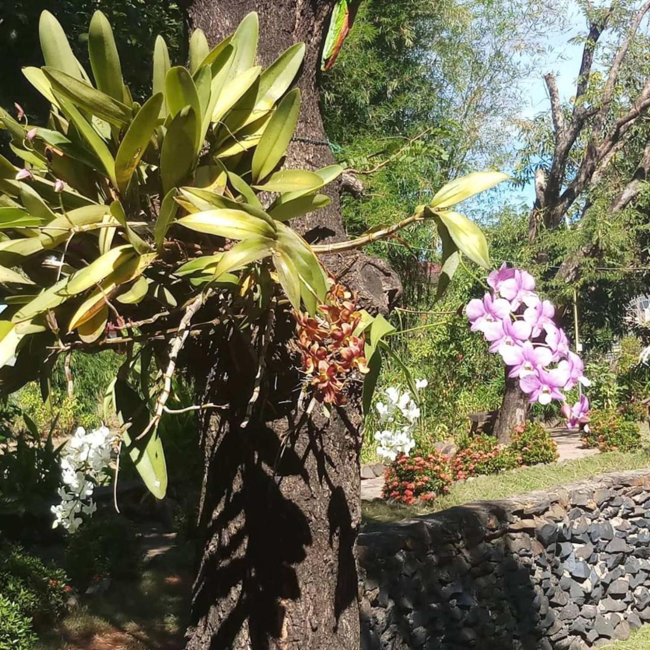 Xuanmai Garden Resort 빡세 외부 사진